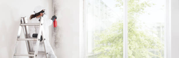 Professional Mold Removal in Berkeley, CA